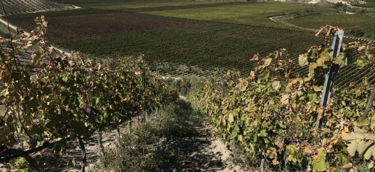 La Calabria al Vinitaly: raddoppiano le cantine presenti