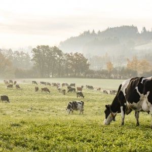 La certificazione della filiera agroalimentare di Granarolo