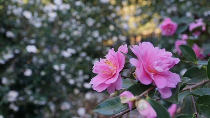 Lucchesia in fiore, tre weekend con la Mostra autunnale delle camelie