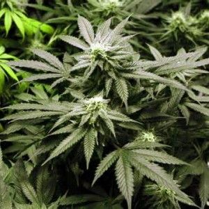 Marijuana per il compleanno in manette 4 ragazzi: assolti
