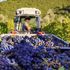 Luglio, tempo di vendemmia precoce: ecco cosa sta succedendo davvero