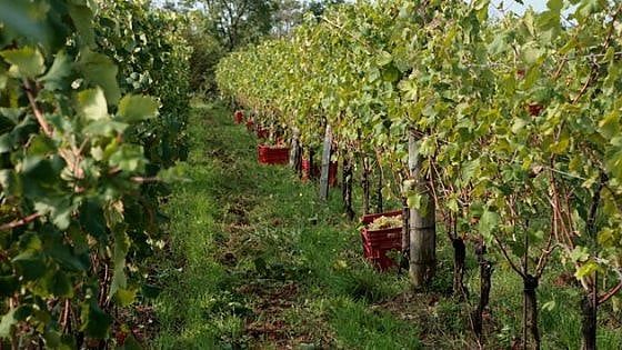 Le terre del vino: nel Carso la sfida di produttori visionari