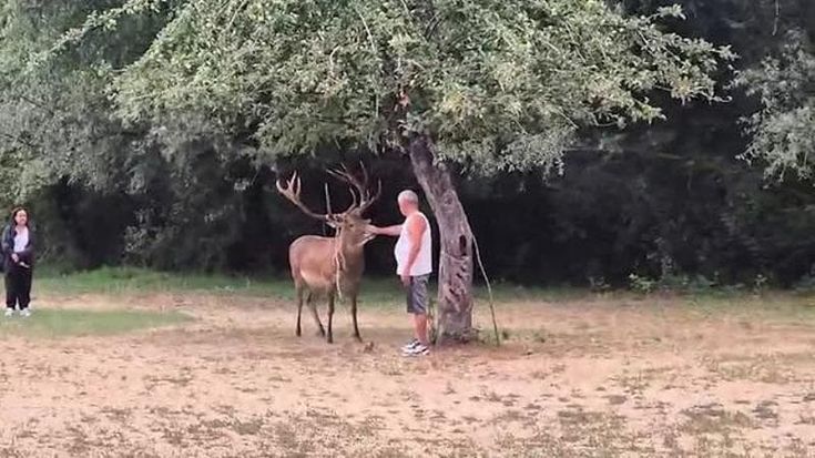 Scanno, turisti troppo vicini ai cervi: due attacchi in due giorni, il Comune pensa a un divieto