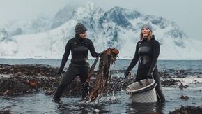 Le due ragazze che nel gelo delle Lofoten raccolgono le alghe e le vendono ai ristoranti