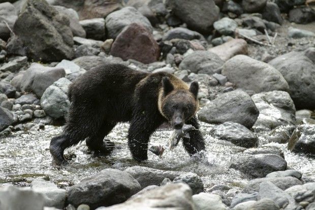 Hokkaido, gli ultimi salmoni degli orsi giapponesi