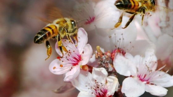 Adotta un alveare: salverai le api e gusterai il loro miele