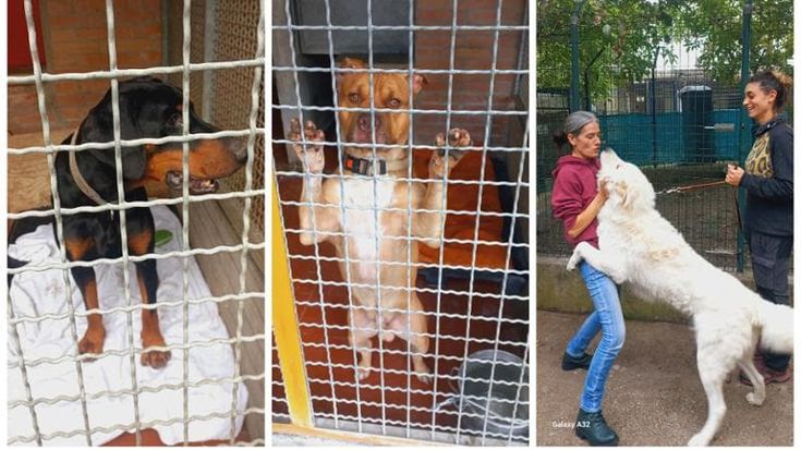 Trebbo, il canile sfrattato e la dolorosa odissea dei 77 cani da traslocare