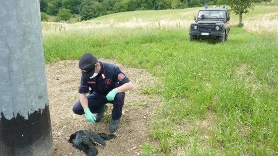 Parma, la Forestale recupera morto un raro esemplare di Ibis eremita