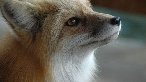 Biella, uccisa con un colpo di fucile la piccola volpe che era diventata la mascotte del paese 
