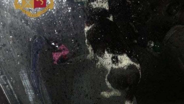 Cane chiuso in auto muore: dogsitter a processo