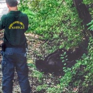 Orso morto in Abruzzo ucciso con fucilata. Ministro Ambiente: "Stop radiocollari con narcotizzazione"