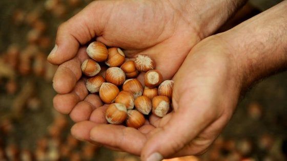 La nocciola che conquista tutti? Arriva da Piemonte
