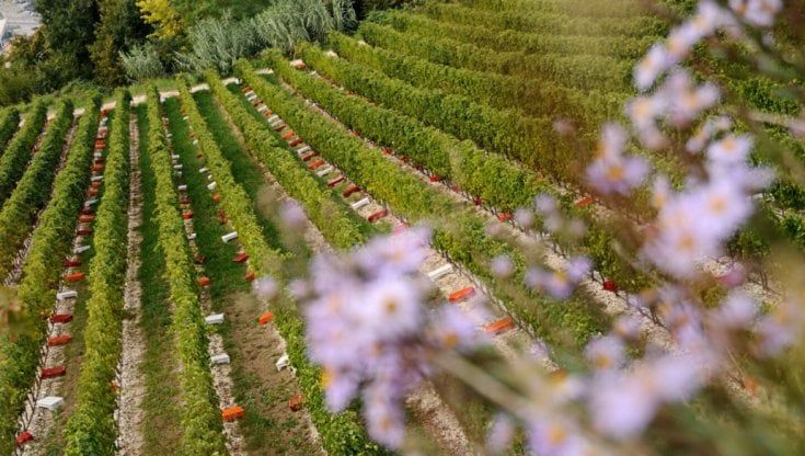 L’azienda compie 120 anni: Tommasi lancia 10mila bottiglie di Amarone della Valpolicella Classico in edizione limitata