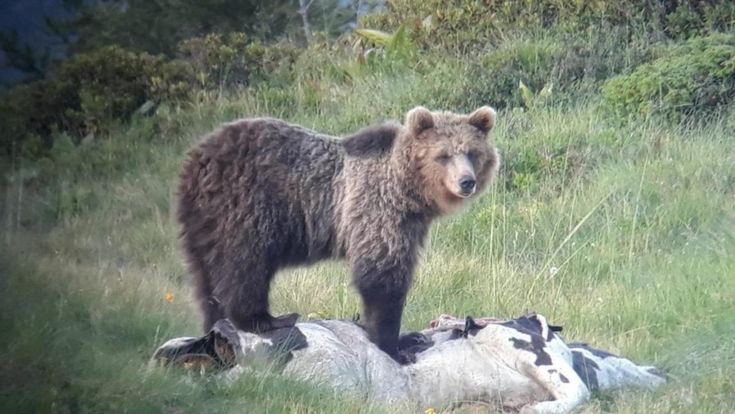 Noi e l’orso cattivo, quella favola inventata per sentirci meno soli