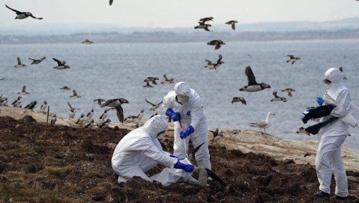 Aviaria, il virus si espande. L'Oms: "Non consumate latte crudo"