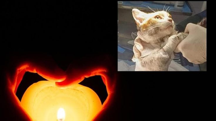 Angri, fiaccolata per il gatto Leone scuoiato vivo: “Volevano mangiarlo”. Il sindaco: “Chi sa parli”
