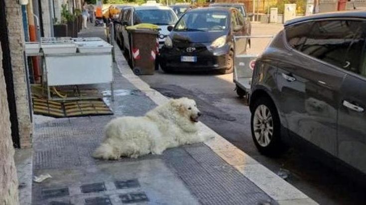 È Giubileo anche per i 4 zampe, a Roma tornano i cani di quartiere: mozione approvata dal Comune