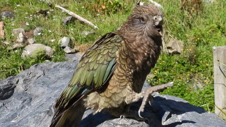 Dal pappagallo Bruce agli scimpanzé: gli animali che hanno fatto della disabilità un punto di forza