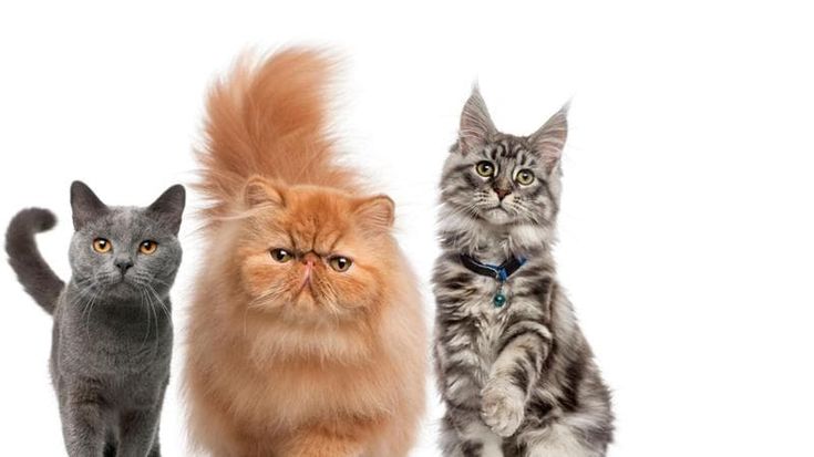 Adottare un gatto? Ecco dove. E per i mici vagabondi che spariscono arriva il pet detective