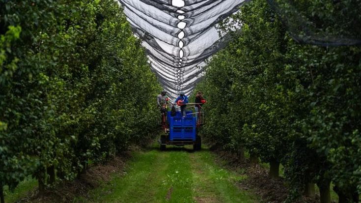 In campi e frutteti del Torinese quattro lavoratori su dieci sono irregolari