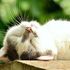Altro che inattività: il sonno è fondamentale per ristabilire l’equilibrio nel cervello