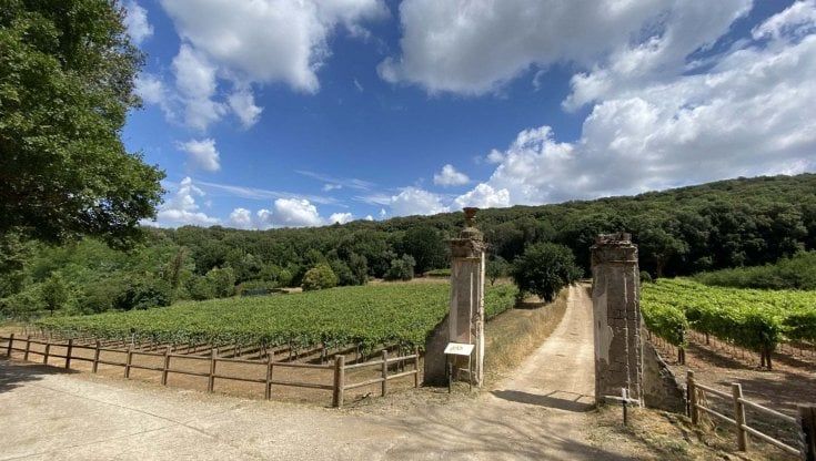 Vigna riscoperta alla Reggia di Caserta: ecco la prima vendemmia