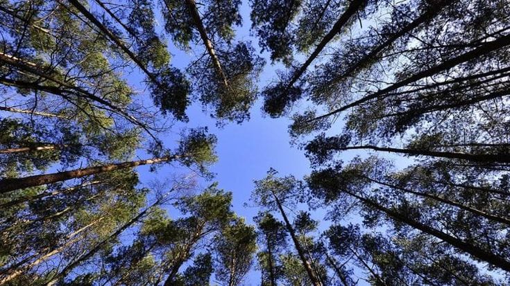 Un’Oasi WWF in una app