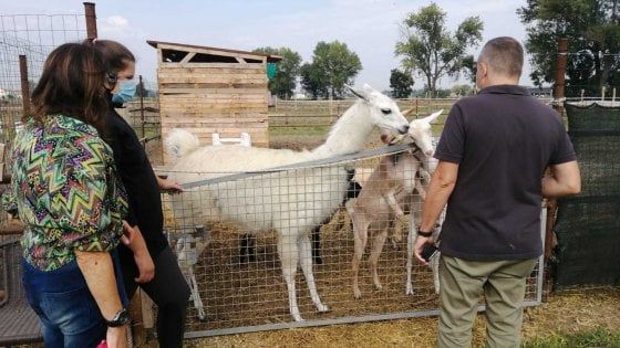 Fidenza, serve aiuto alla fattoria degli animali salvati da una ragazzina