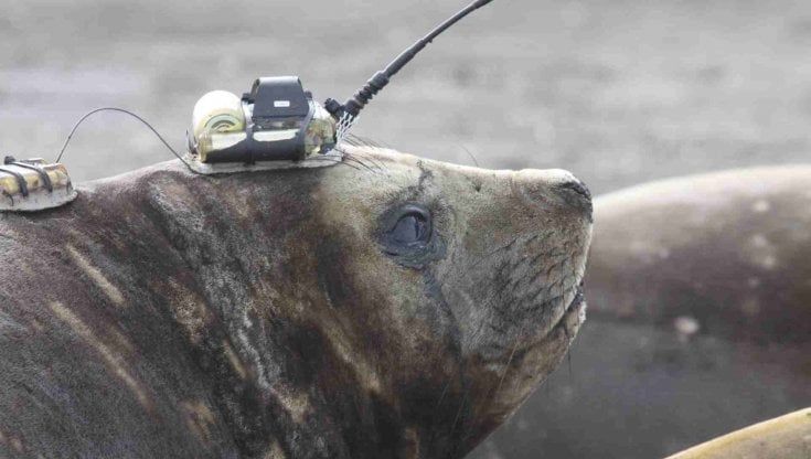 Telecamere attaccate agli elefanti marini per tracciare i loro percorsi