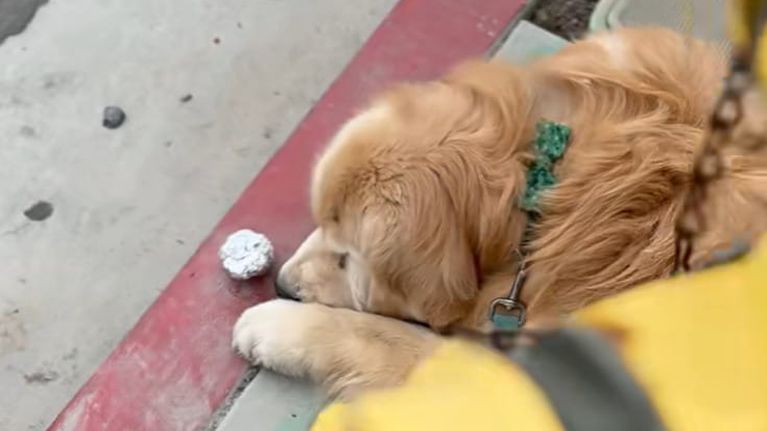 Il cane Chester trova un “tesoro” per strada: la sua reazione è la più incantata di tutte