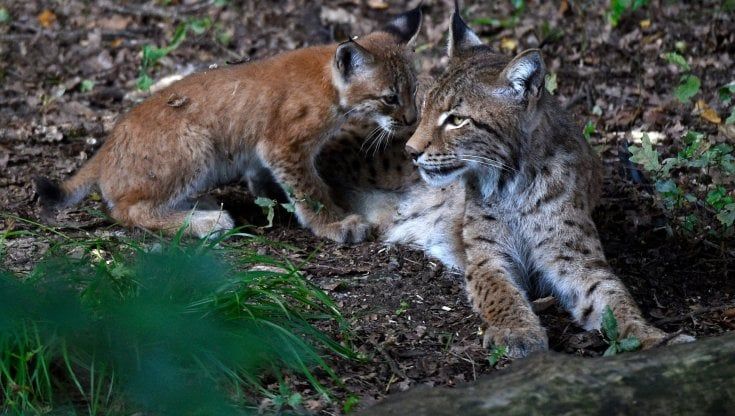 Francia. Un piano per salvare la lince tra Giura e Vosgi. Ne rimangono solo 150