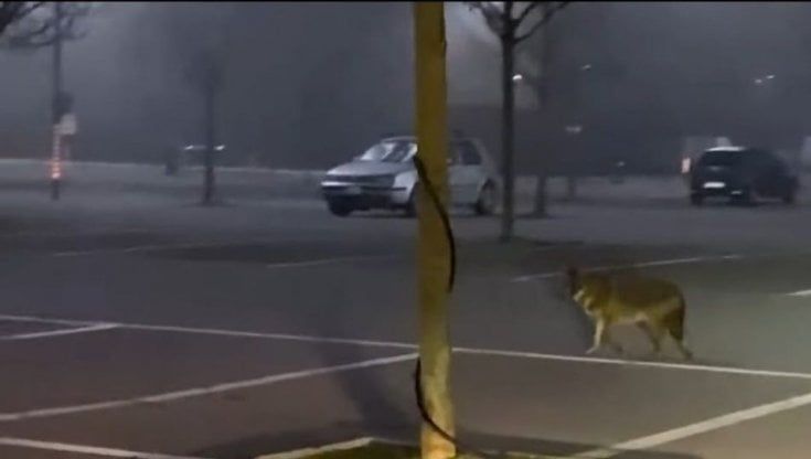 Lupo o sciacallo dorato? Avvistamento in periferia a Parma 