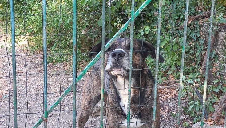 Catturato il cane che si era perso a Bagno a Ripoli ed era diventato aggressivo