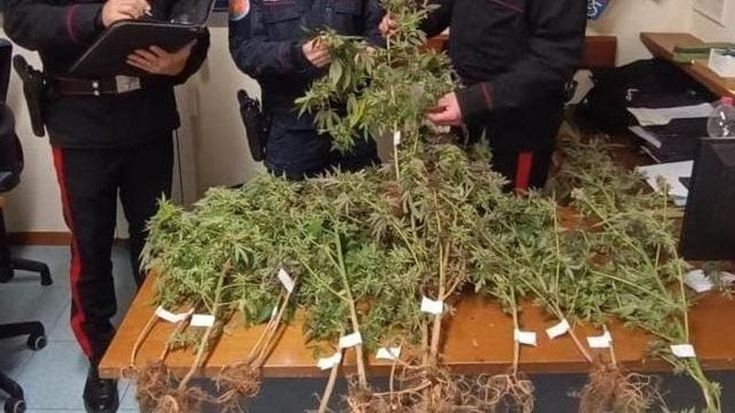 Coltivava marijuana vicino casa, arrestato pensionato di 75 anni già denunciato per bracconaggio