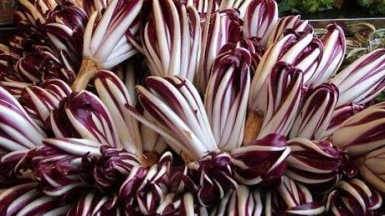 Sui campi gelati a sradicare il rosso gioiello di Treviso