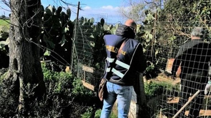 Con una trappola cattura i gatti del paese e li impicca, in Salento denunciato 68enne: tantissime le segnalazioni di animali domestici spariti