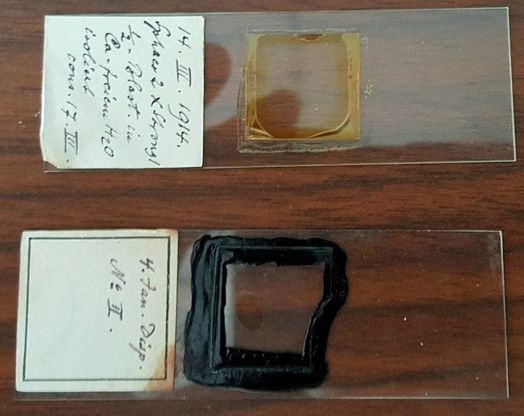 Stazione zoologica, riecco i vetrini di Boveri sopravvissuti alla seconda guerra mondiale