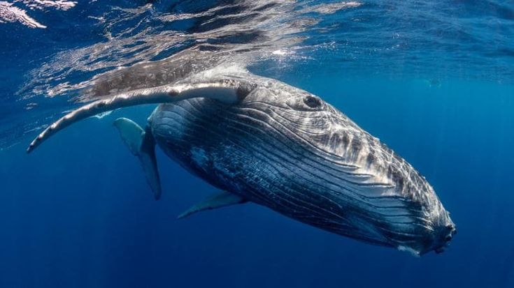 La strage silenziosa dei mari: ecco perché muoiono sempre più balene