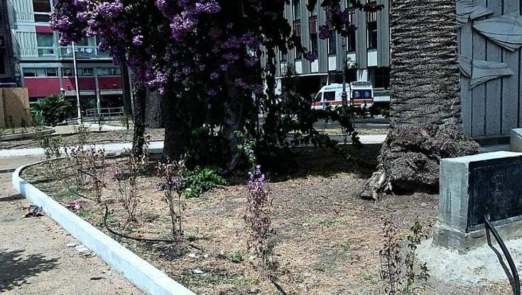 Bari, siepi di ligustro senz’acqua in piazza Moro: “Il caldo ha seccato il nuovo verde”