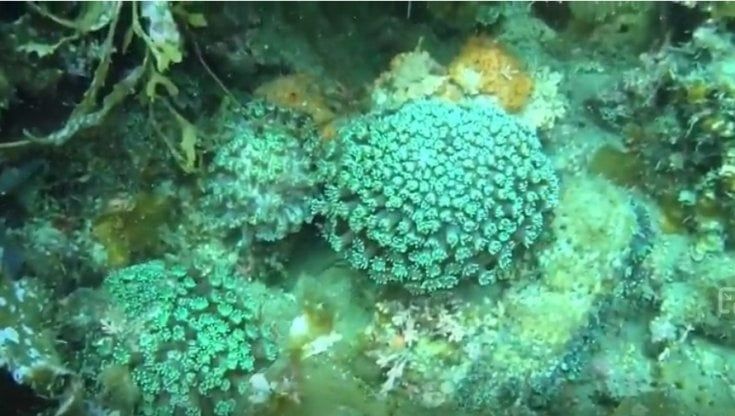 Giappone, la barriera corallina perduta. "Ci vorranno anni prima che torni in vita"