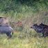 Trentino, ok alla caccia al cinghiale con arco e frecce. Sì dell’Ispra ma è polemica