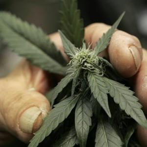 “Legalizziamo la cannabis”, pronta la legge bipartisan
