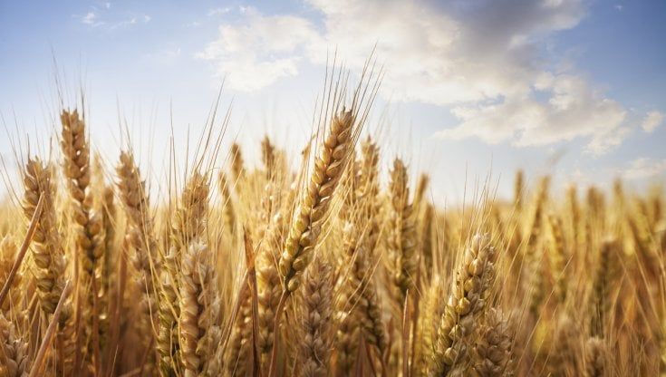 Grano: il raccolto è minore, ma aumentano prezzi e qualità