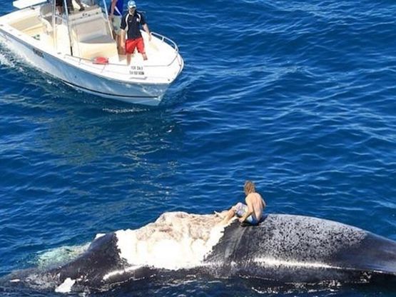 Surf sulla carcassa della balena: i social lo inchiodano