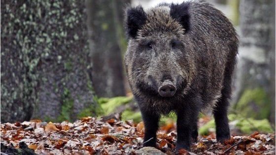 Toscana, i big del vino contro i cinghiali: "Devastano le nostre vigne"