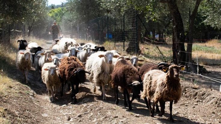 L’orto delocalizzato dei grandi chef con le verdure su misura