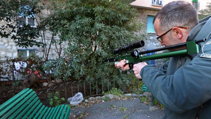 Genova, il safari urbano a caccia di cinghiali