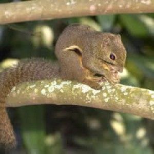 Specie invasive, nuove regole Ue e si pensa a una lista nera