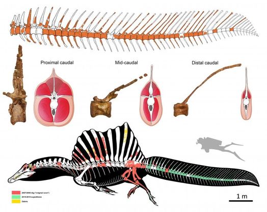 La vita acquatica dello spinosauro