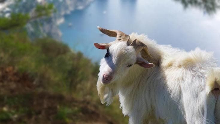 Anacapri e le caprette che invadono monte Solaro: “Saranno sterilizzate”. Sindaco accusa un film